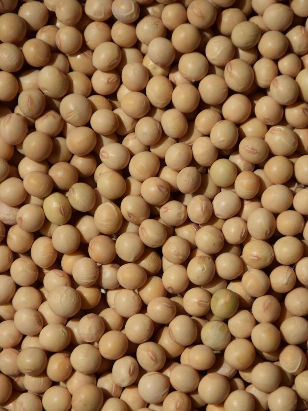 Forage Soybean